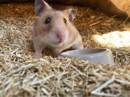 Ściółka 100% len dla gryzoni odpylona antyalergiczna 4kg