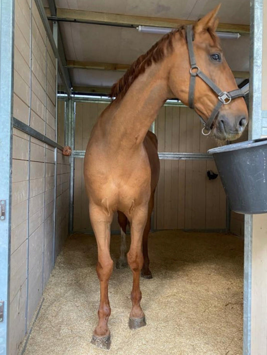 Ściółka 100% len dla koni odpylona antyalergiczna 12kg